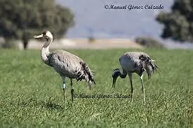 Via Del Caminante Madrigalejo