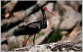 Affittacamere Via Del Caminante 4*