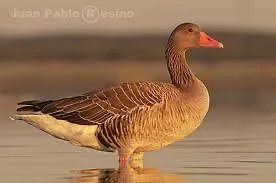 Affittacamere Via Del Caminante Madrigalejo